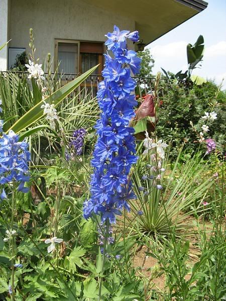 delphinium1.jpg