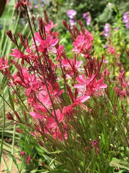 gaura.jpg