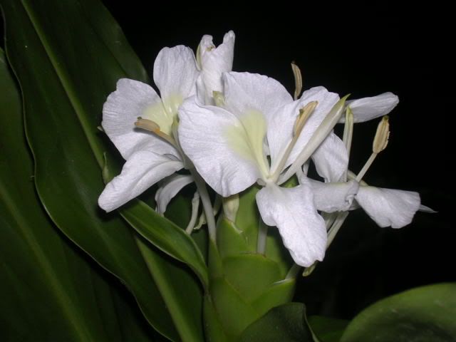 hedychiumcoronarium1.jpg