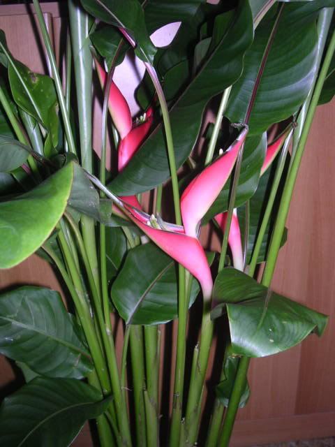 heliconia1.jpg