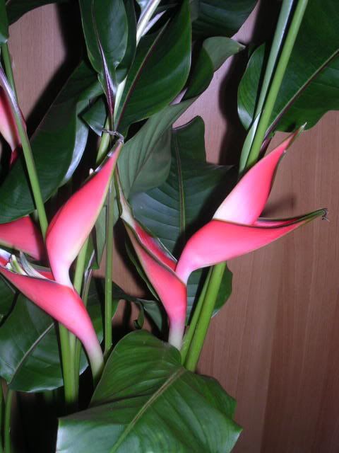 heliconia3.jpg