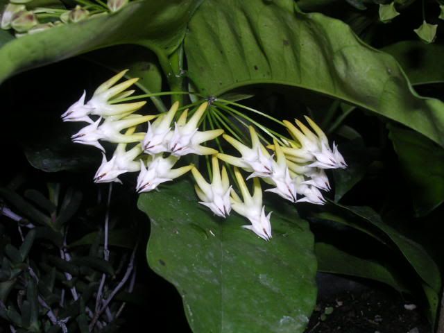 hoyamultiflora1.jpg