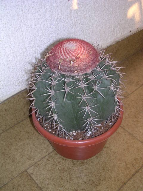 melocactusorticola2006.jpg