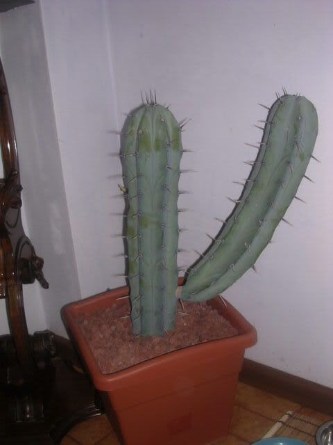 myrtillocactus1.jpg