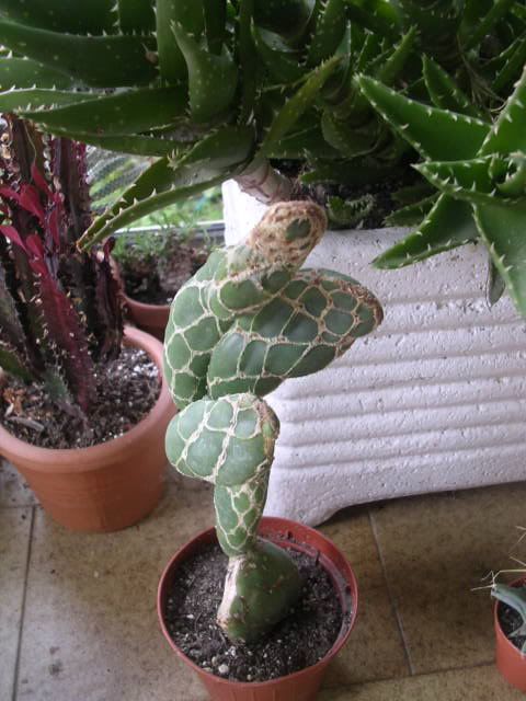 opuntia1.jpg