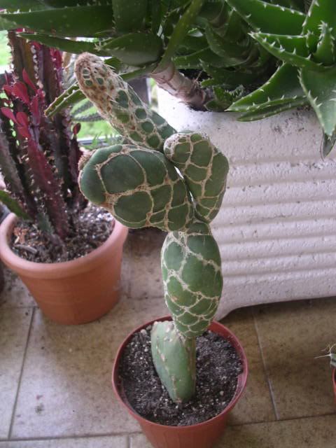 opuntia2.jpg