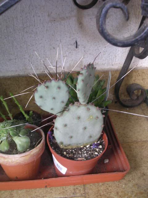 opuntia3.jpg