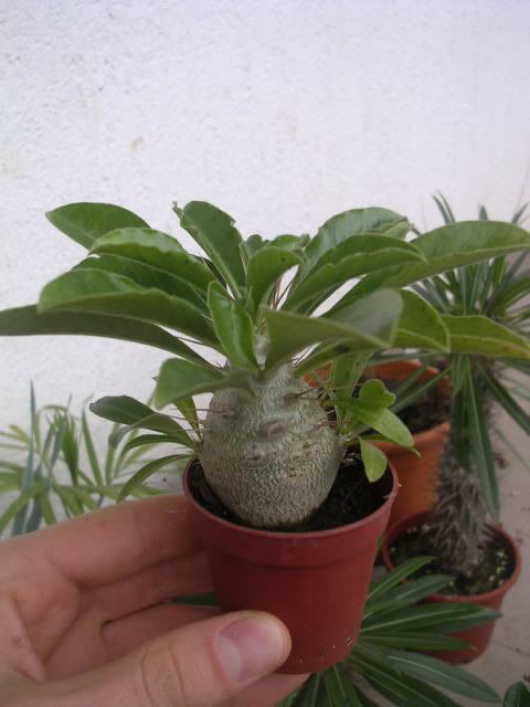 pachypodium6.jpg