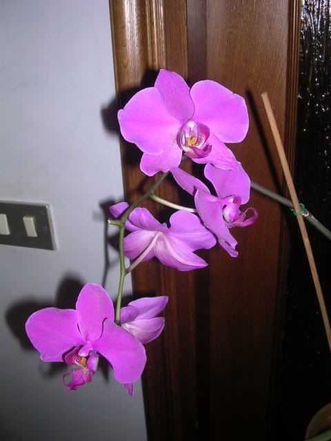 phalenopsis2.jpg