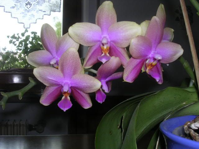 phalenopsis3.jpg