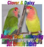 Posted Image