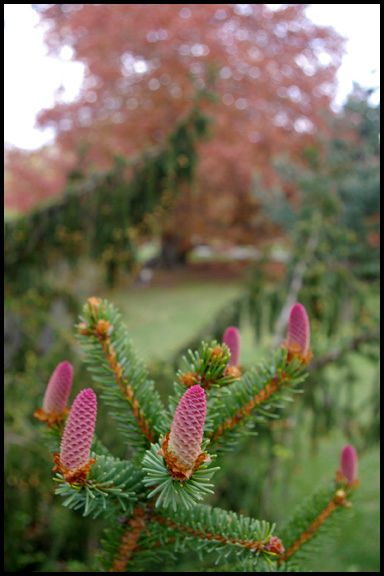 Pink Forest Hills