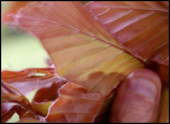 Pink Forest Hills