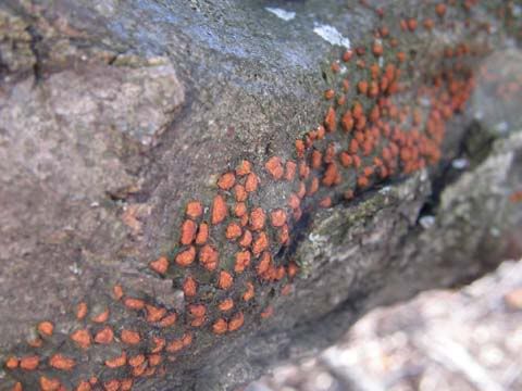 Dogwood+tree+bark+fungus