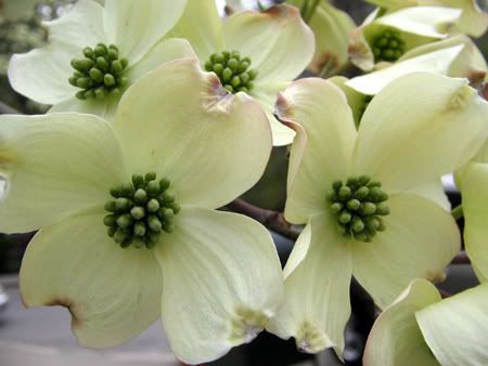 Dogwood+flower+tattoo+meaning