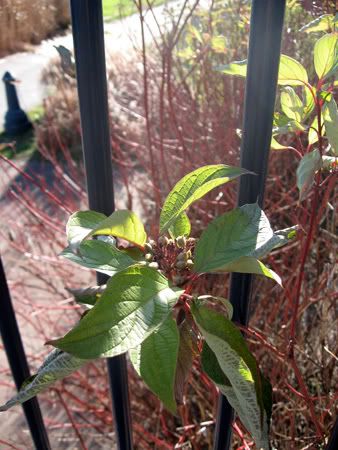 Are+red+osier+dogwood+berries+edible