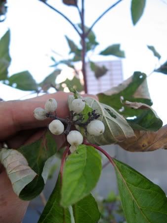 Are+red+osier+dogwood+berries+edible