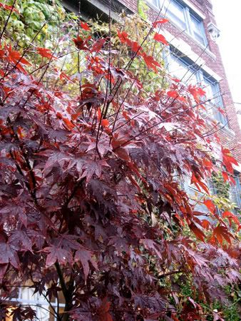 japanese maple leaf tattoo meaning. japanese maple leaves tattoo.