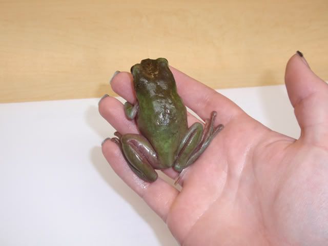 frog001.jpg