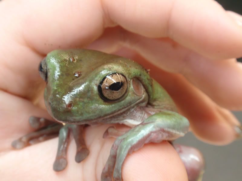 frog002.jpg