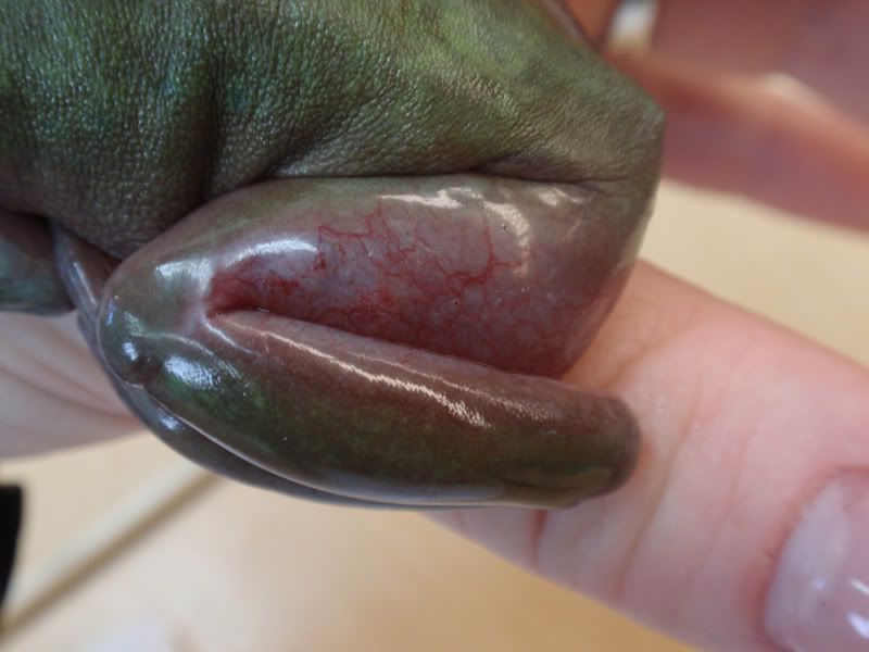 frog003.jpg