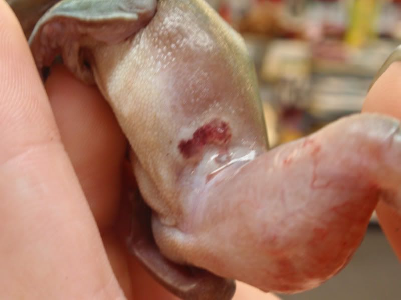 frog004.jpg
