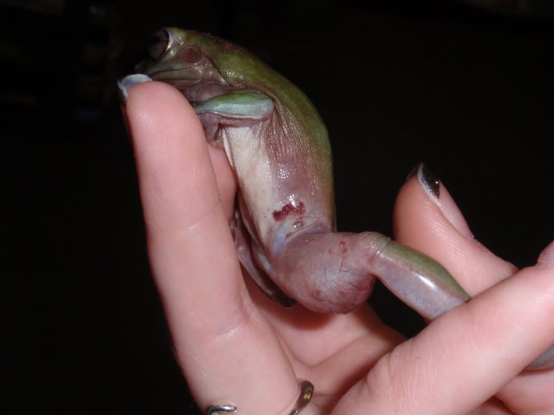 frog005.jpg