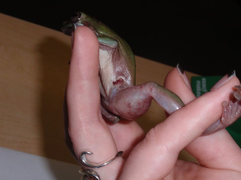 frog006.jpg