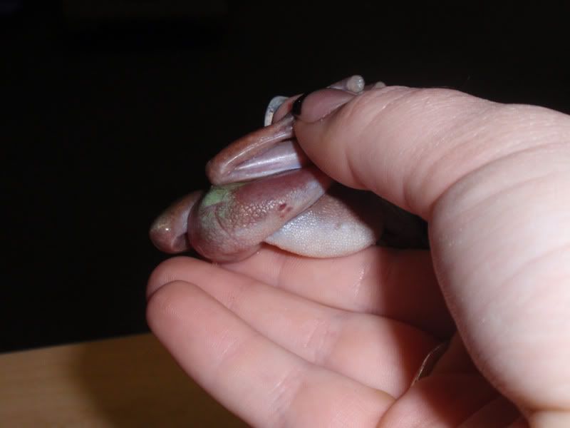 frog007.jpg