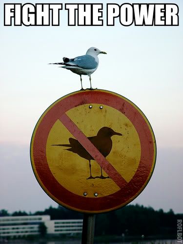 [Image: Fight_the_power_seagull.jpg?t=1250278340]