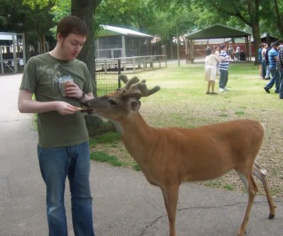 Deer Feed