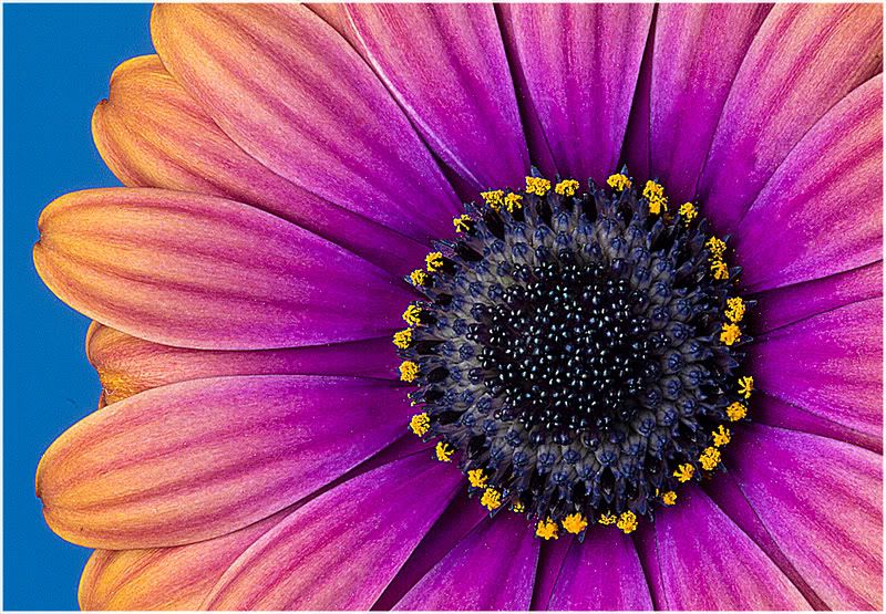 IMAGE: http://img.photobucket.com/albums/v167/beadnik/7928c4a2.jpg