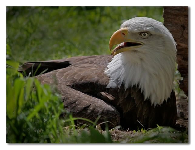 IMAGE: http://img.photobucket.com/albums/v167/beadnik/EagleInProvidence.jpg