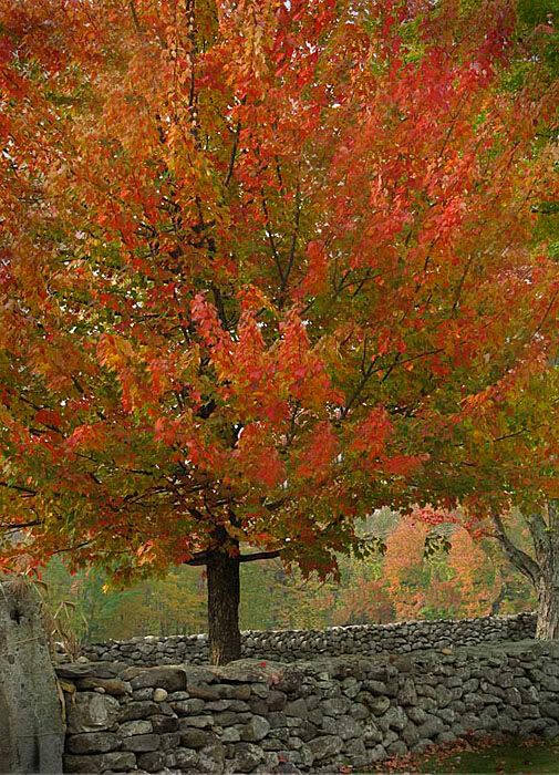 IMAGE: http://img.photobucket.com/albums/v167/beadnik/GloriousColor.jpg