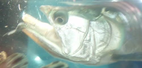 Spotted Pim Catfish