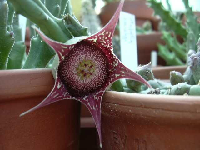 stapelianthushardiy.jpg