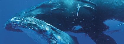 section of photo of whales by Bryant Austin, from www.wired.com/wiredscience/2013/06/life-size-images-of-whales/