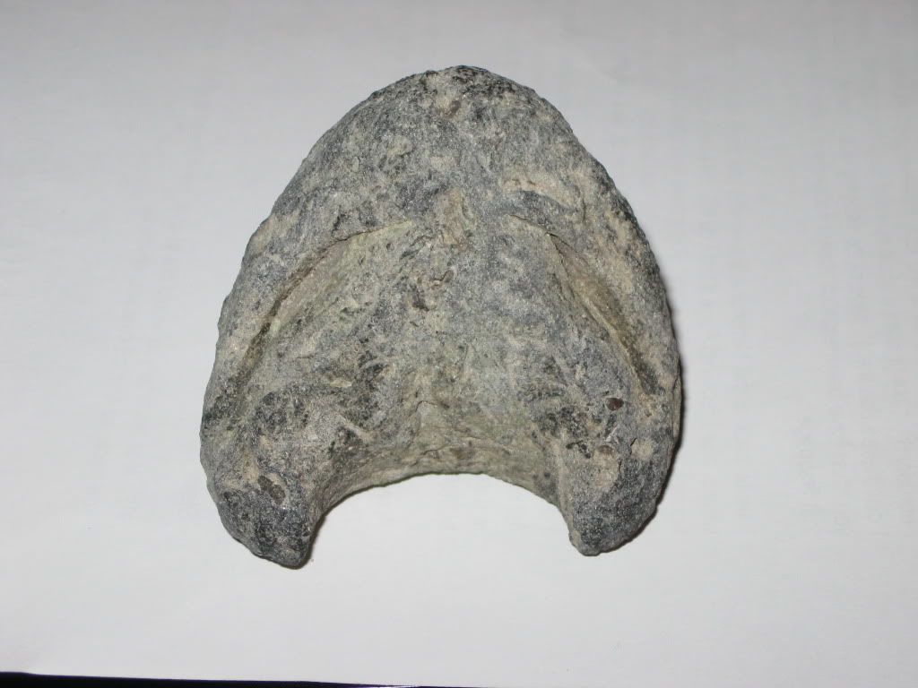 Steinkern? - Fossil ID - The Fossil Forum