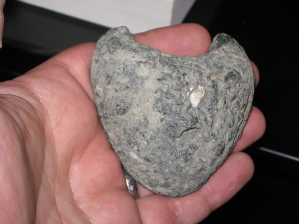 Steinkern? - Fossil ID - The Fossil Forum