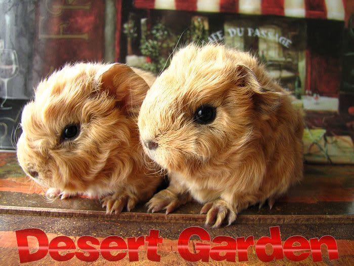 Soes' tweeling
