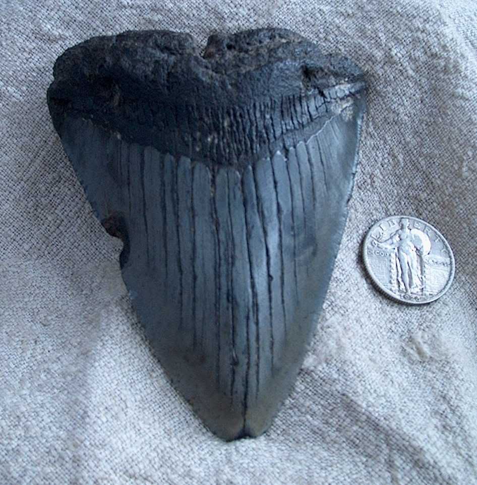 Megalodon Tooth | TreasureNet 🧭 The Original Treasure Hunting Website