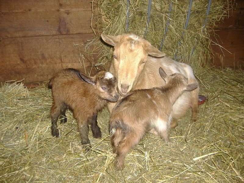 New little goaties... - Goats