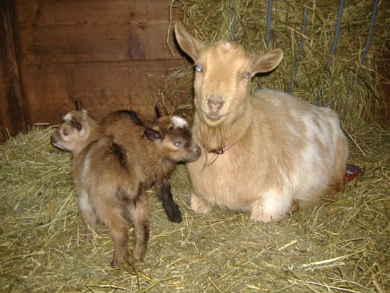 New little goaties... - Goats