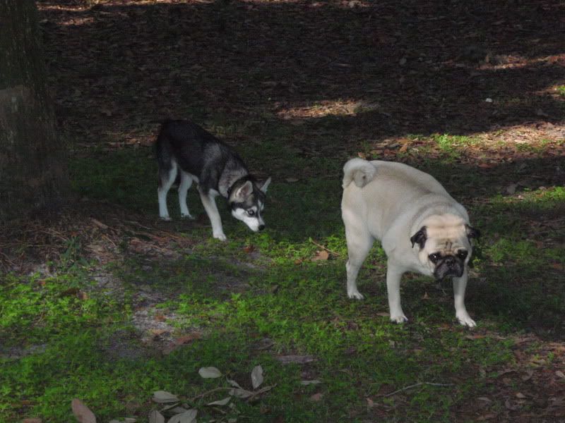 miniature siberian husky siberian husky questions husky owners mini huskies size