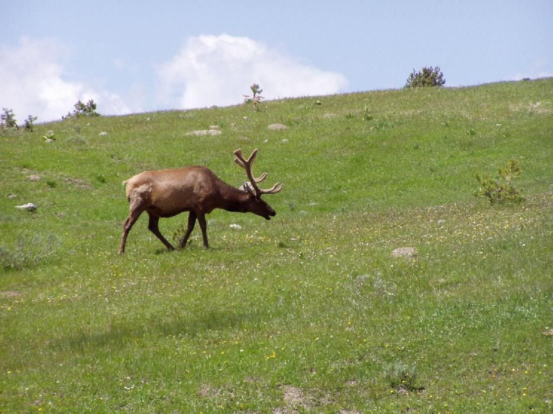 yellowstone_019.jpg