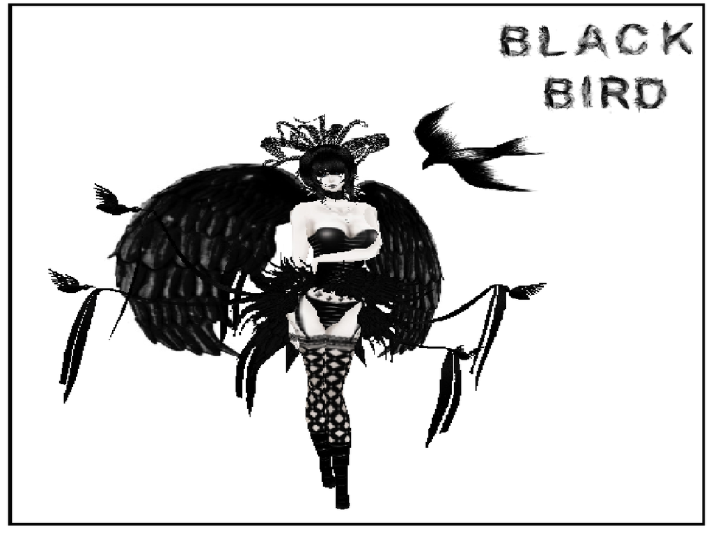  photo black bird bundle pic large 1.png