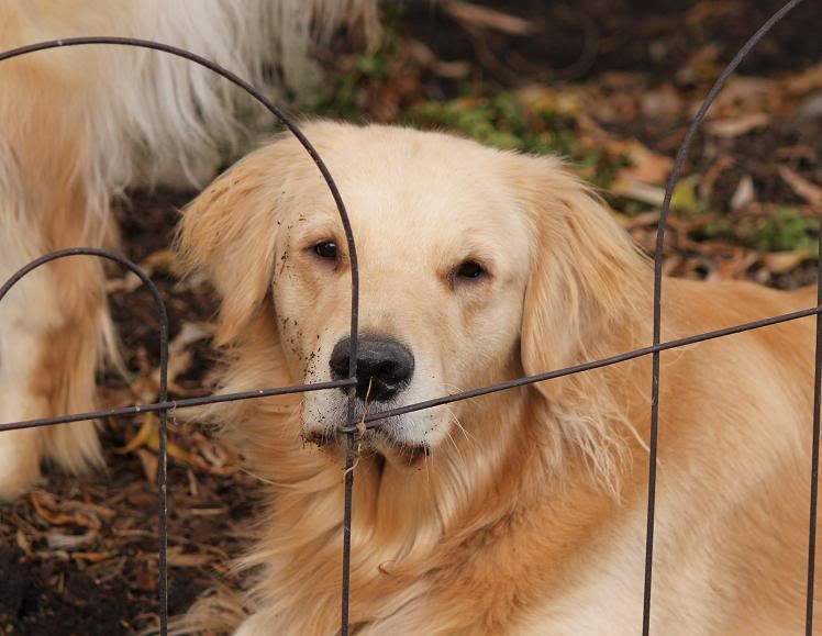 IMAGE: http://img.photobucket.com/albums/v169/mybinkybuddy/sawyer-1.jpg