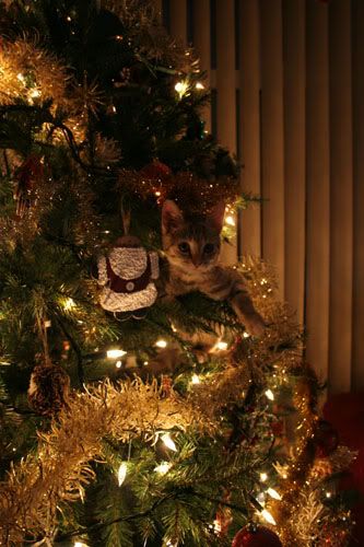 kittytree1.jpg