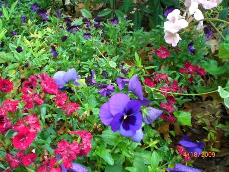 pansies and dianthus