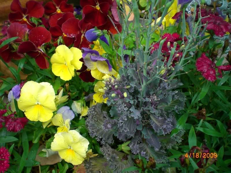 pansies and ornamental cabbage